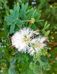 Image result for Pithecellobium dulce