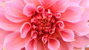 If you're in search of the best full hd flowers wallpapers, you've come to the right place. Flower Wallpapers Hd Src Full Screen Wallpapers Desktop Flower Full Desktop Background 1920x1080 Download Hd Wallpaper Wallpapertip