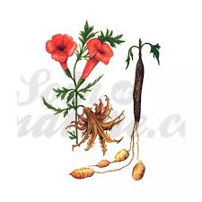 Image result for Harpagophytum zeyheri