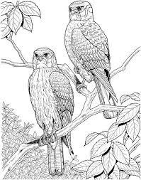This collection includes mandalas, florals, and more. Download And Color Hard Coloring Pages Bird Coloring Pages Owl Coloring Pages Animal Coloring Pages