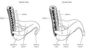 In this video i want to share how you can reach an extended orgasmic state through clitoral stimulation and the 6 keys to orgasmically training yourself for. Persistent Sexual Arousal Syndrome And Clitoral Priapism Women S Sexual Function And Dysfunction By Irwin Goldstein Md