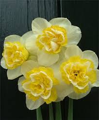 Narcissus Wave Bulb Flowers Narcissus Flower Spring Flowers