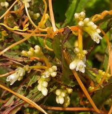 Image result for Cuscuta australis