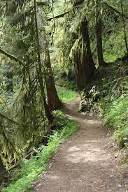 A More Sedate Sectionof The Larch Mountain Trail Columbia Gorge Or 05 2011 Mountain Trails Forest Trail Trail