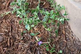 5 best fertilizers for dahlias. How To Take Care Of Vinca Flowers Miss Chen Garden Manage Gfinger Is The Best Garden Manage App