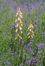 Image result for Gastrodia rwandensis