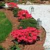 There are 728 flowering bushes for sale on etsy, and they cost. Https Encrypted Tbn0 Gstatic Com Images Q Tbn And9gcsuidcd37mrl3crg45tvygm2 Ev0rf6x7y60c9rurc Usqp Cau