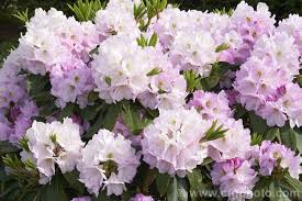 Rhododendron Gomer Waterer 2m High And Wide British Raised Rhododendron Catawbiense Hybrid Dating From 1906 It Has White Pink Flowers Rhododendron Flowers