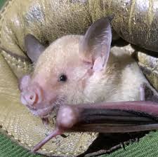 Image result for Baptorhachis foliacea