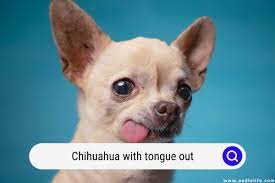 Chihuahua With Tongue Out (Causes And Fixes) - Oodle Life