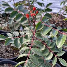 Image result for Rhus
