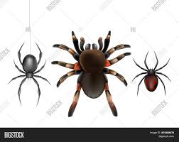 Sightings of steatoda nobilis, the false widow spider, are on the rise. Dangerous Humans Image Photo Free Trial Bigstock