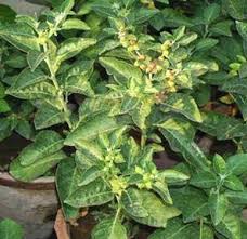 Image result for ashwagandha plant