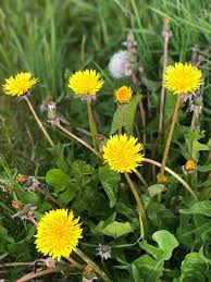 Image result for Taraxacum sp.