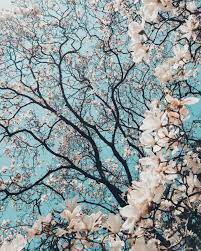 Foliage Pictures Download Free Images On Unsplash Nature Wallpaper Nature Photography Beautiful Nature