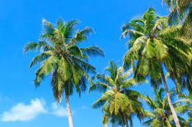 Windmill palms grow 6 to 12 inches per year. 9 Types Of Palm Trees That Thrive In Warm Climates Bob Vila