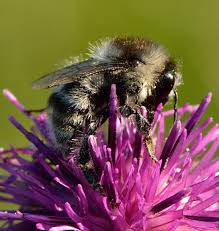 Image result for Bombus veteranus