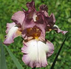 Tb Iris Germanica Smoke Rings Gibson 1971 Iris Flowers Bearded Iris Iris