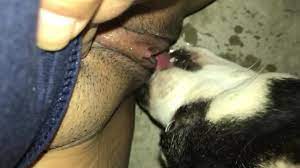 Dog licks squirt