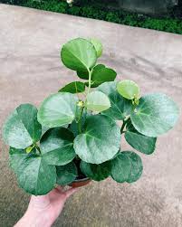 Image result for Cissus rotundifolia