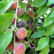 Dovyalis Hebecarpa Groseillier De Ceylan Lot De 10 Graines Arbre Fruitier Graine Petit Fruit