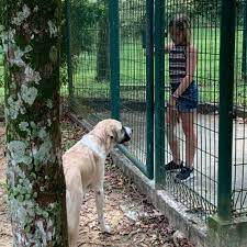 The quarantine period for dogs heading to iceland is one of the longest periods i've heard of: Pet Move Of The Month Cody And Ryder Move To Singapore Petrelocation