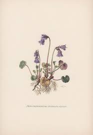 Botanical Print Alpine Snowbell Soldanella Alpina Flowers Etsy Botanical Drawings Botanical Prints Vintage Botanical Prints