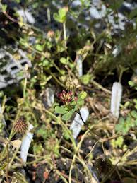 Image result for Trifolium