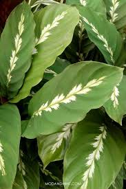Native to central and south america. Indoor Prayer Plant Care Tips Keep Your Maranta Calathea Or Ctenanthe Alive