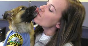 Meet Sgt. Fuzz: The newest, snuggliest member of St. Paul's police force