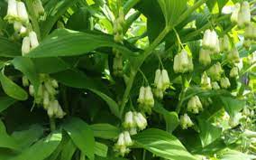 Fromyouflowers.com has been visited by 10k+ users in the past month Find Plants Cape Cod Native Plants