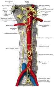 Ganglia are ovoid structures containing cell bodies of neurons and glial cells supported by connective tissue. Aorticorenal Ganglion Wikipedia