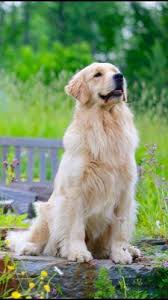 The golden retriever is a sturdy, muscular dog of medium size, famous for the dense, lustrous coat of gold that gives the breed its name. Golden Retriver Puppies In Maine Golden Retriever Puppy Training Golden Retriever Breeder Golden Retriever Names