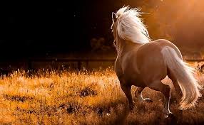 1920x1080 hd full screen wallpapers free hd desktop wallpapers cool windows wallpapers free images desktop backgrounds dual monitors colourful iphone/ipad: Full Screen Hd Wallpapers Wallpaper Cave