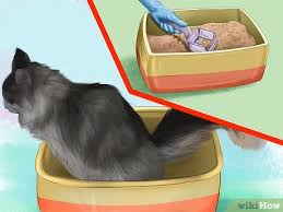 Maybe you would like to learn more about one of these? How To Spot Feline Diabetes 15 Steps With Pictures Wikihow
