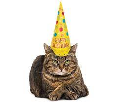 Inflatable Party Hat For Cats Party Hats Cat Party Cats