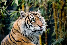 Plants and animals the vegetation found in indonesia is typical of the tropics. 5 Fascinating Facts About Sumatra S Flora And Fauna G Adventures