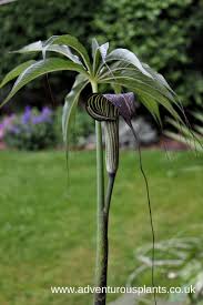 Image result for Arisaema