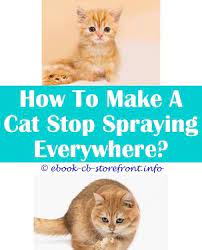 12 Beyond Words Stop Cat From Spraying On Carpet Cat Spray Cats Male Cat Spraying