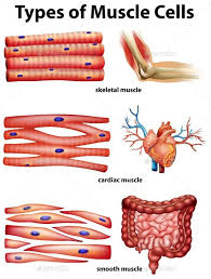 Our muscle chart & diagram below lists the scientific name for each. Diagram Showing Types Of Muscle Cells Medical Anatomy Human Anatomy And Physiology Types Of Muscles
