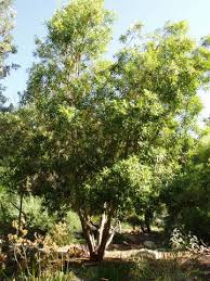 Image result for Tristaniopsis