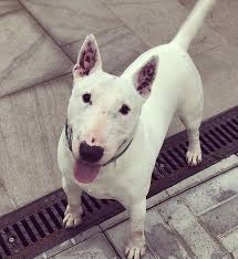 Black And White Bull Terrier 10 Things That You Have To Consider Before Getting Bull Terriers The Paws British Bull Terrier Bull Terrier English Bull Terriers