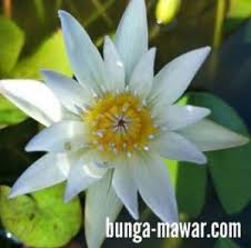 Teratai nelumbium nelumbo druce. merupakan tumbuhan air yang indah, asli dari daratan asia. Jual Bunga Teratai Tumbuh Bukan Biji