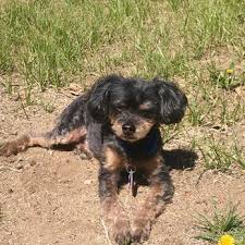 Maybe you would like to learn more about one of these? Alice S Pet Parlor 25 Photos 26 Reviews Pet Groomers 254 Vassar St Reno Nv Phone Number