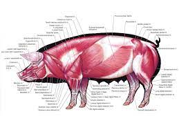 Pig Anatomy And Terminology Mini Pig Info