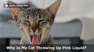 Cat Throwing Up Pink Liquid 7 Step Clear Home Remedy For Cat Pink Vomit