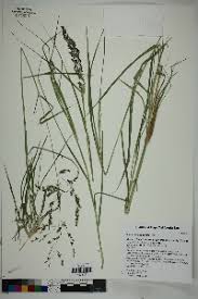 Image result for Panicum subalbidum