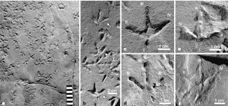 Image result for Tridactyle virginea