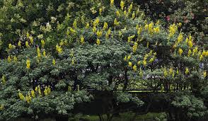 Image result for Crotalaria agatiflora