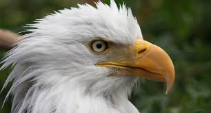 Hasil gambar untuk animal